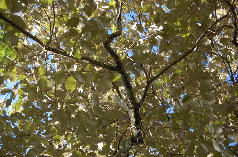 Quercus calophylla, photographed by Neptalí Ramírez Marcial
