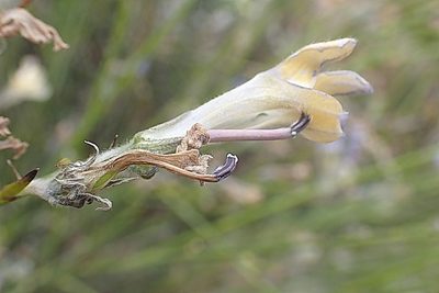 Lobelia linearis, photographed by Di Turner