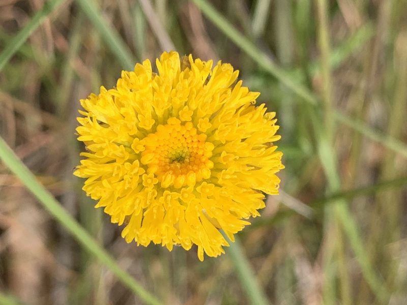 Rutidosis heterogama, photographed by Lukas Clews
