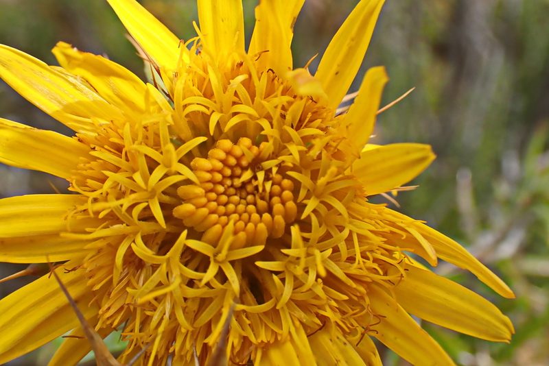 Berkheya angustifolia, photographed by Di Turner