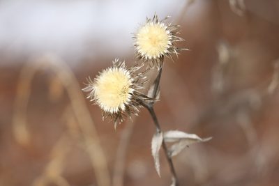 Carlina biebersteinii, photographed by Константин Селивёрстов
