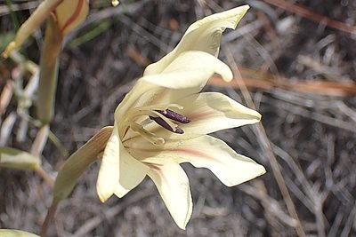 Gladiolus floribundus, photographed by Di Turner