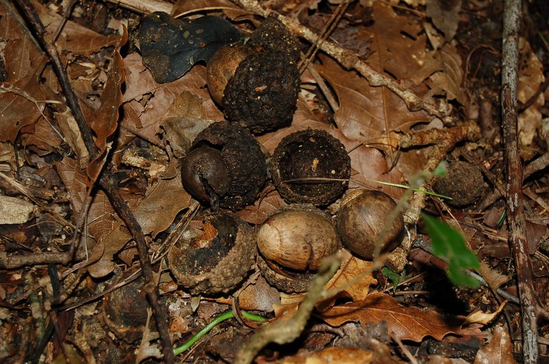 Quercus lancifolia, photographed by Neptalí Ramírez Marcial