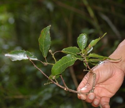 Quercus lancifolia, photographed by Neptalí Ramírez Marcial