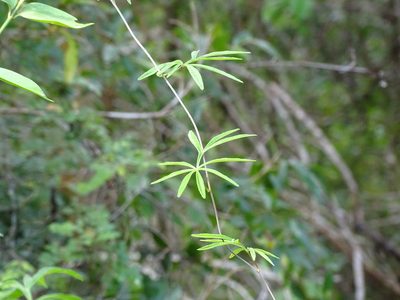 Ipomoea heterodoxa, photographed by Alexis López Hernández