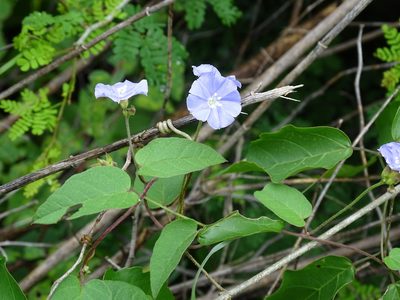 Jacquemontia pentanthos, photographed by Alexis López Hernández
