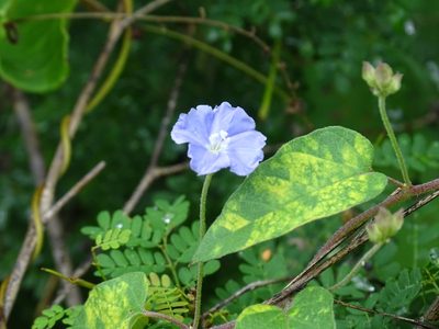Jacquemontia pentanthos, photographed by Alexis López Hernández