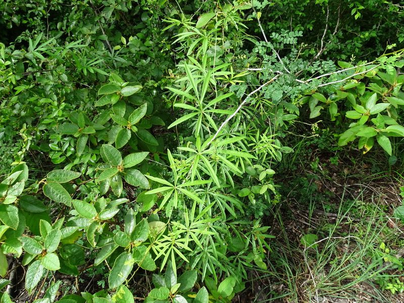 Ipomoea heterodoxa, photographed by Alexis López Hernández