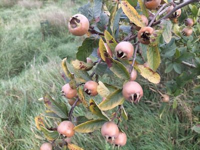 Crataegus germanica, photographed by Trevor Atkins