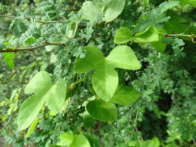 Ipomoea peteri, photographed by Alexis López Hernández