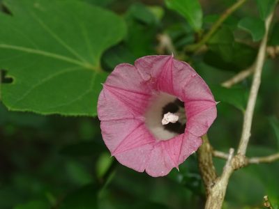 Ipomoea peteri, photographed by Alexis López Hernández
