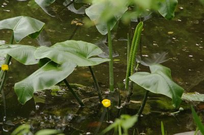 Nuphar japonica, photographed by Eric Knight