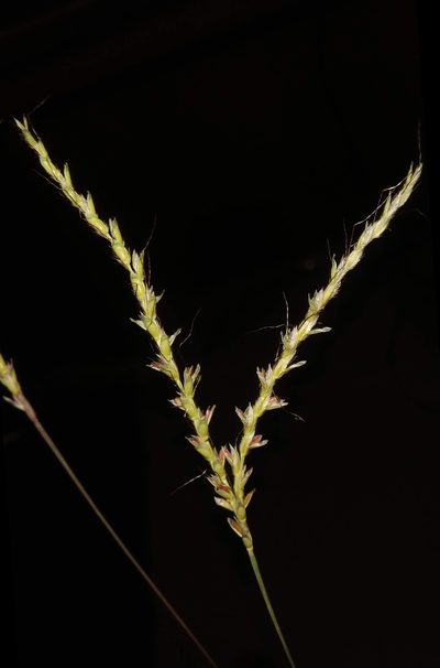 Ischaemum barbatum, photographed by S.MORE