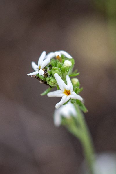 Manulea exigua, photographed by magriet b