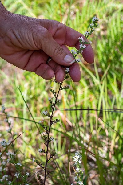 Manulea exigua, photographed by magriet b