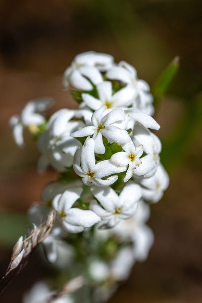 Manulea exigua, photographed by magriet b