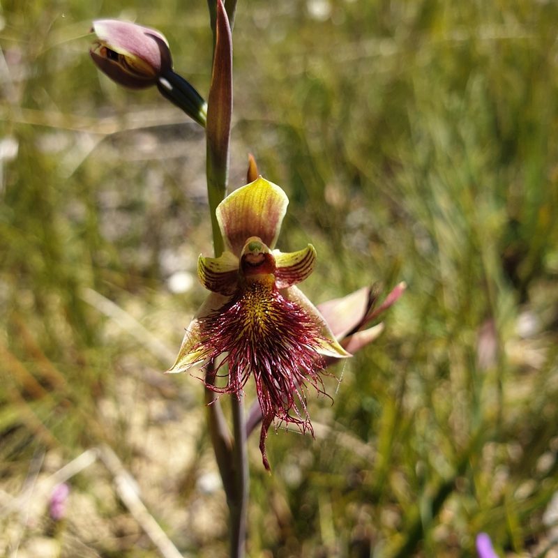 Calochilus paludosus, photographed by Shelomi Doyle