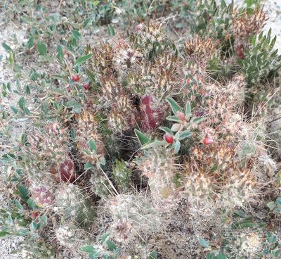 Austrocylindropuntia shaferi, photographed by Andreas Schneider