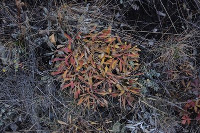 Aster alpinus, photographed by Oleg Kosterin