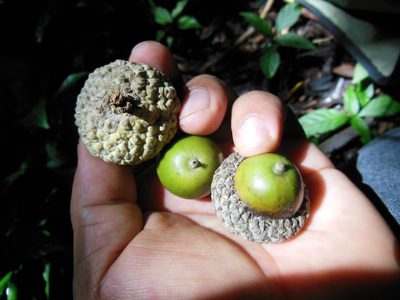 Quercus lancifolia, photographed by Neptalí Ramírez Marcial