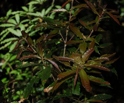 Quercus lancifolia, photographed by Neptalí Ramírez Marcial