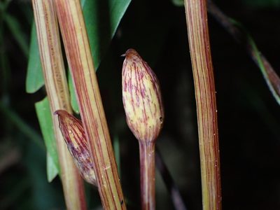Aeginetia indica, photographed by luluchouette