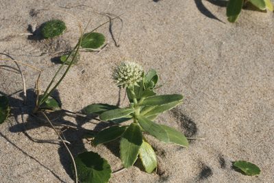 Calycera crassifolia, photographed by Cecilia Pombo Posente