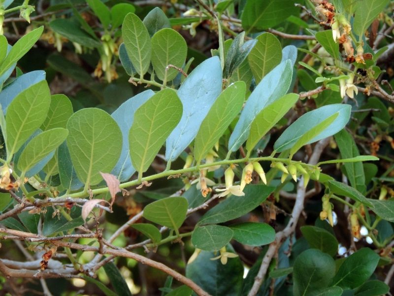 Diospyros senensis, photographed by i_c_riddell