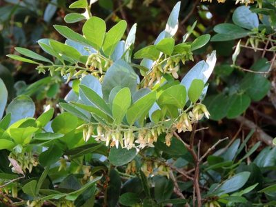 Diospyros senensis, photographed by i_c_riddell