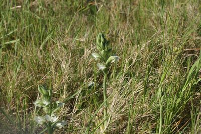Chloraea membranacea, photographed by Cecilia Pombo Posente
