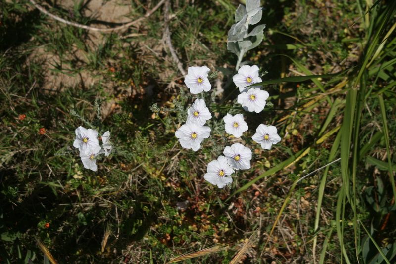 Nierembergia ericoides, photographed by Cecilia Pombo Posente