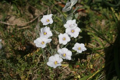 Nierembergia ericoides, photographed by Cecilia Pombo Posente