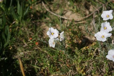 Nierembergia ericoides, photographed by Cecilia Pombo Posente