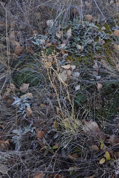 Bupleurum bicaule, photographed by Oleg Kosterin