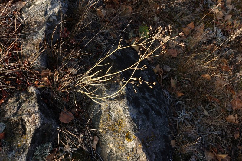 Bupleurum bicaule, photographed by Oleg Kosterin