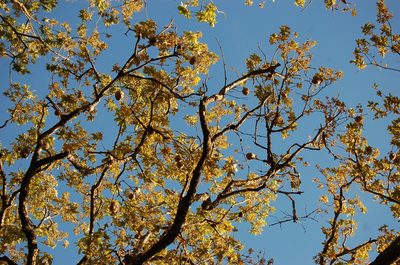 Quercus segoviensis, photographed by Neptalí Ramírez Marcial
