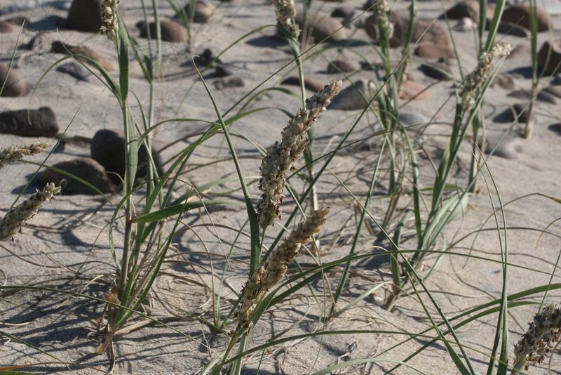 Panicum racemosum, photographed by Cecilia Pombo Posente