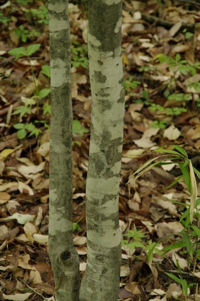 Ilex macropoda, photographed by Eric Knight
