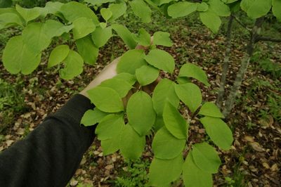 Ilex macropoda, photographed by Eric Knight