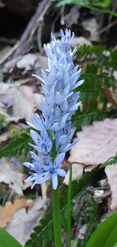 Hyacinthoides aristidis, photographed by Mehdi Chetibi