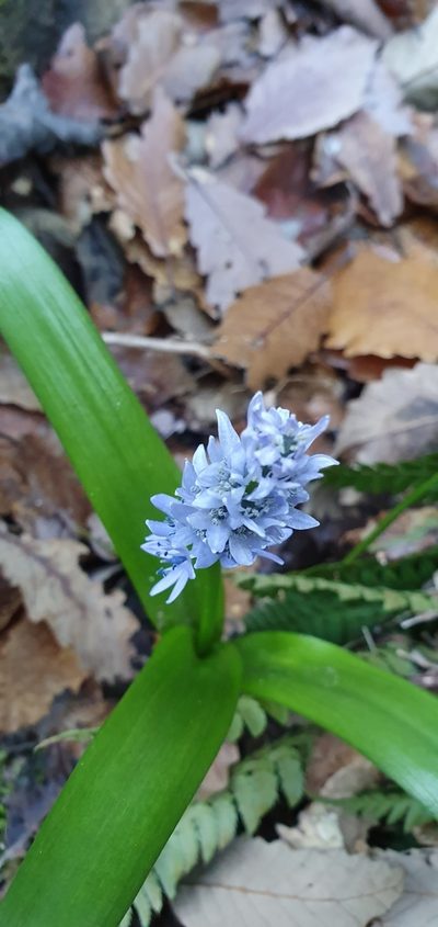 Hyacinthoides aristidis, photographed by Mehdi Chetibi