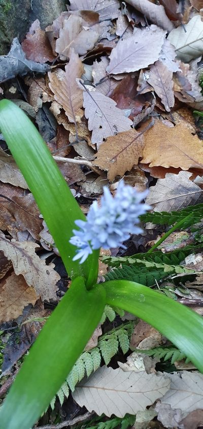 Hyacinthoides aristidis, photographed by Mehdi Chetibi