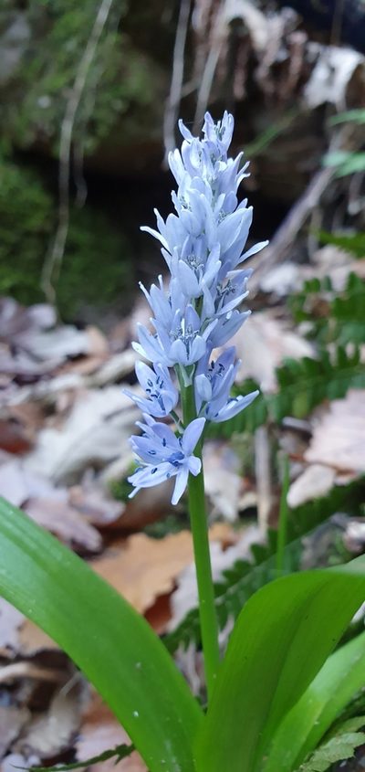 Hyacinthoides aristidis, photographed by Mehdi Chetibi
