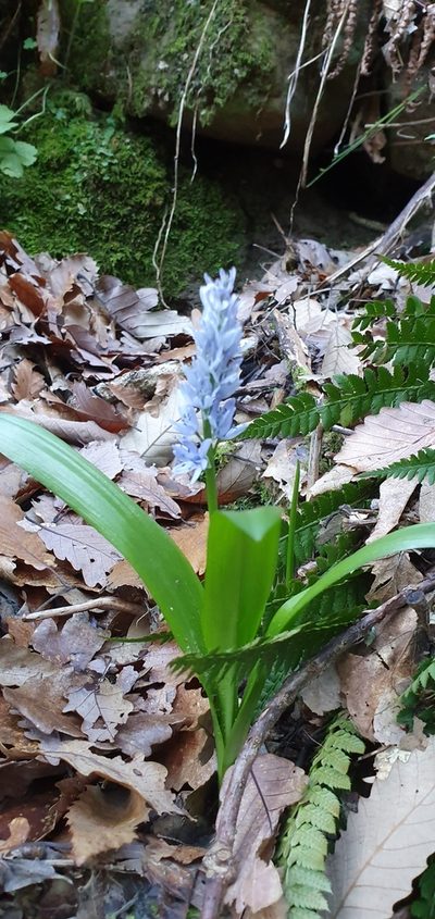 Hyacinthoides aristidis, photographed by Mehdi Chetibi