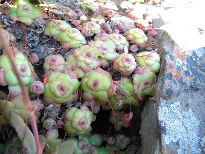 Crassula orbicularis, photographed by Tim Kirsten