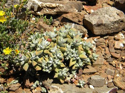 Crassula deltoidea, photographed by Tim Kirsten