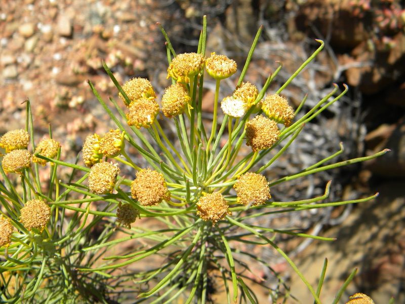 Euryops tenuissimus, photographed by Tim Kirsten