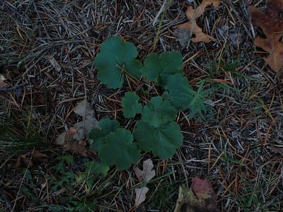 Heuchera richardsonii, photographed by Mary Krieger