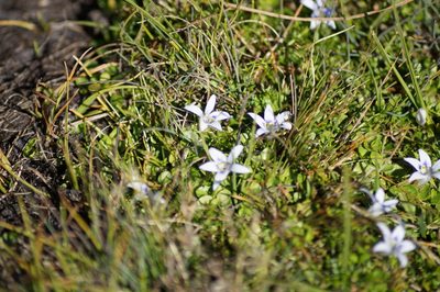 Isotoma rivalis, photographed by Paula Greer
