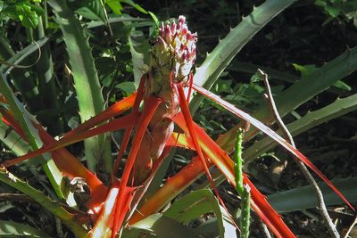 Bromelia serra, photographed by Hugo Hulsberg